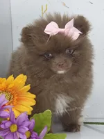 Chrissy, a female Pomeranian for sale in Whitwell, TN – 6 of 9