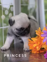 Princess - Ch Sired!, a female Pug for sale in Whitwell, TN – 8 of 9