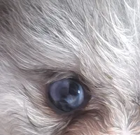 Candace Girl - Silvery Blue Merle - One Blue Eye, a female Pomeranian for sale in Whitwell, TN – 2 of 8