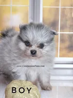 Candace Boy - Silvery Blue Merle - One Blue Eye, a female Pomeranian for sale in Whitwell, TN – 5 of 6