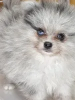 Blackberry - Ch Lines - Silvery Blue Merle - One Blue Eye, a male Pomeranian for sale in Whitwell, TN – 4 of 9