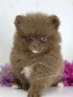 Chrissy, a female Pomeranian for sale in Whitwell, TN – 3 of 9