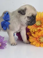 Silver Fawn - Blue Bow, a male Pug for sale in Whitwell, TN – Photo 4 of 4