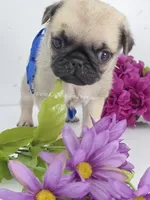 Silver Fawn - Blue Bow, a male Pug for sale in Whitwell, TN – Photo 3 of 4
