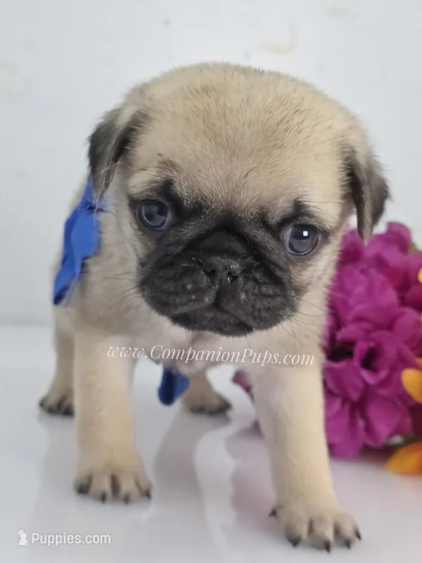 Silver Fawn - Blue Bow – Pug puppy for sale in Whitwell, TN