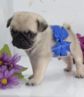 Silver Fawn - Blue Bow, a male Pug for sale in Whitwell, TN – Photo 2 of 4