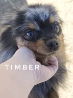 LOYAL! - Timber -Would be a great ESA Dog, a male Pomeranian for sale in Whitwell, TN – 7 of 10
