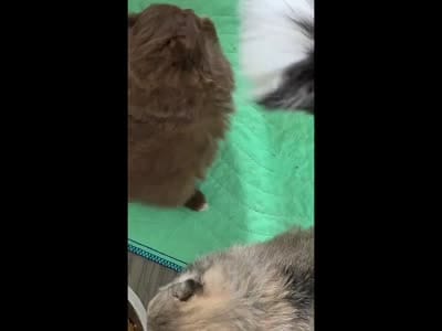 Cream Sable w/Irish Markings Girl, a female Pomeranian for sale in Whitwell, TN – 7 of 7