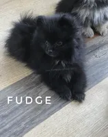Fudge - Expected to be 4.5 pounds, a male Pomeranian for sale in Whitwell, TN – 4 of 10