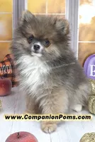 💙 Snickers – Rare Dilute Blue Sable Pomeranian Boy 💙🐾, a male Pomeranian for sale in Whitwell, TN – 1 of 5