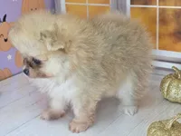 Apricot -Orange Merle Girl - Ready Oct 12th!, a female Pomeranian for sale in Whitwell, TN – 10 of 10