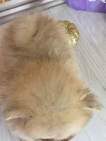 Apricot -Orange Merle Girl - Ready Oct 12th!, a female Pomeranian for sale in Whitwell, TN – 2 of 10