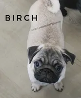 C Video Birch - Grand CH Lines!, a  Pug for sale in Whitwell, TN – 6 of 8