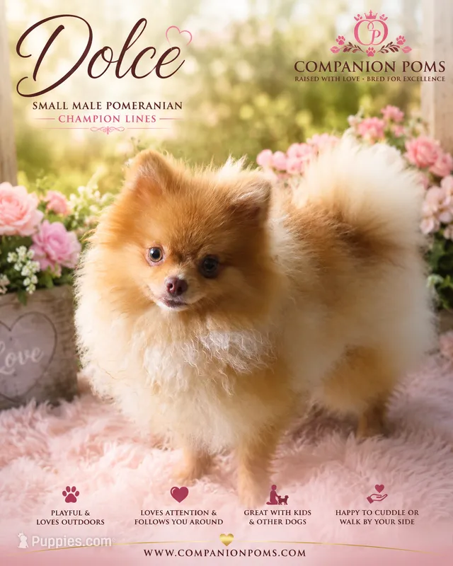 Rare Beaver Color - Dolce - Small Boy CH lines! – Pomeranian puppy for sale in Whitwell, TN