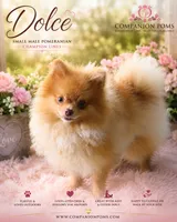 Rare Beaver Color - Dolce - Small Boy CH lines!, a male Pomeranian for sale in Whitwell, TN – 1 of 2