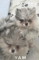 Yam - Fluff ball!  So Sweet - See Video, a female Pomeranian for sale in Whitwell, TN – 8 of 8