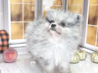 Blackberry - Ch Lines - Silvery Blue Merle - One Blue Eye, a male Pomeranian for sale in Whitwell, TN – 8 of 9
