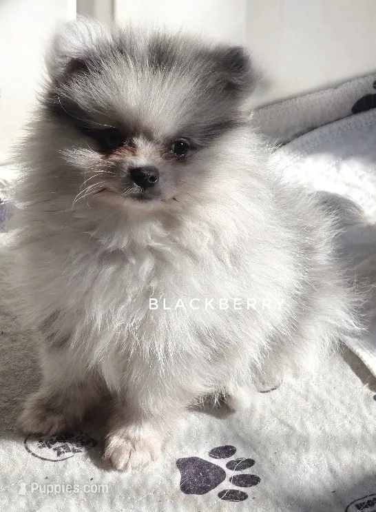 Blackberry - Candace Boy - Silvery Blue Merle - One Blue Eye – Pomeranian puppy for sale in Whitwell, TN