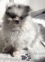 Blackberry - Ch Lines - Silvery Blue Merle - One Blue Eye, a male Pomeranian for sale in Whitwell, TN – 2 of 9