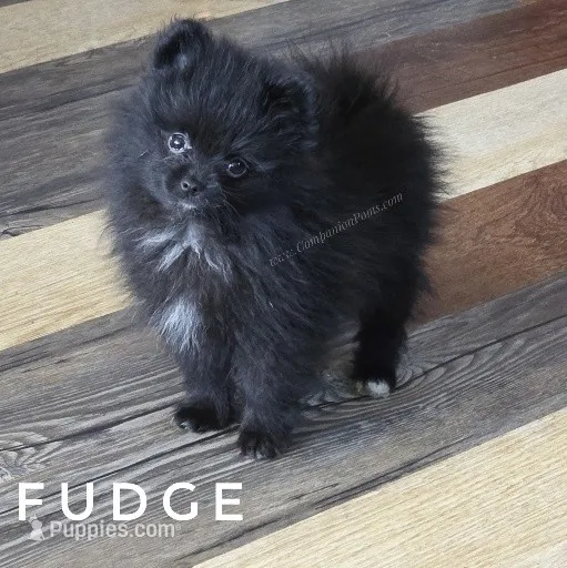 Fudge - Expected to be 4.5 pounds – Pomeranian puppy for sale in Whitwell, TN