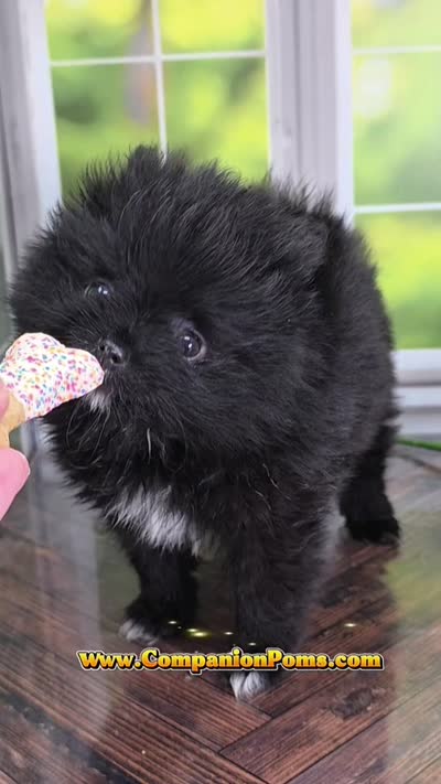 See Video - Little Black Boy, a male Pomeranian for sale in Whitwell, TN – 9 of 9