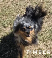 LOYAL! - Timber -Would be a great ESA Dog, a male Pomeranian for sale in Whitwell, TN – 8 of 10