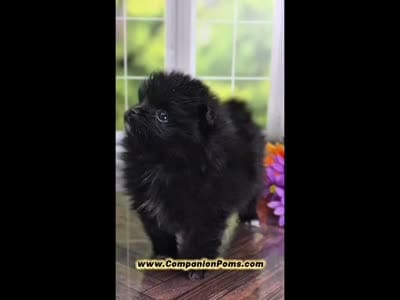 C Video -  Always has Happy Tail - Fudge, a male Pomeranian for sale in Whitwell, TN – 2 of 10