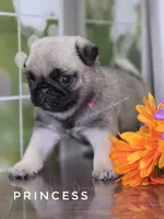 Princess - Ch Sired!, a female Pug for sale in Whitwell, TN – 3 of 9