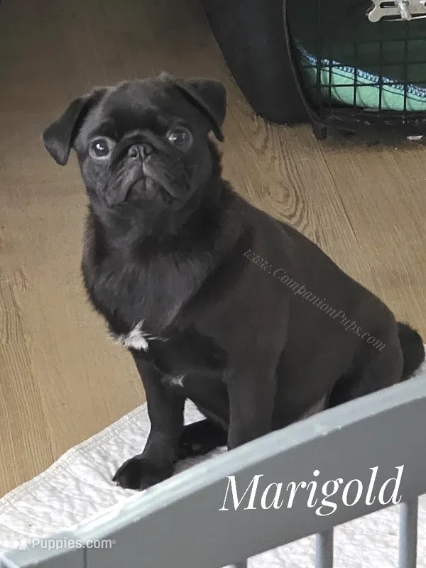 Adorable Pug Girl Ready to Steal Hearts - Marigold – Pug puppy for sale in Whitwell, TN