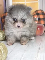 Candace Girl - Silvery Blue Merle - One Blue Eye, a female Pomeranian for sale in Whitwell, TN – 8 of 8