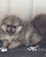 Cream Sable w/Irish Markings Girl, a female Pomeranian for sale in Whitwell, TN – 2 of 7