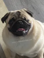 Champion Sired - Skip the Young Puppy Stage! , a female Pug for sale in Whitwell, TN – 5 of 10