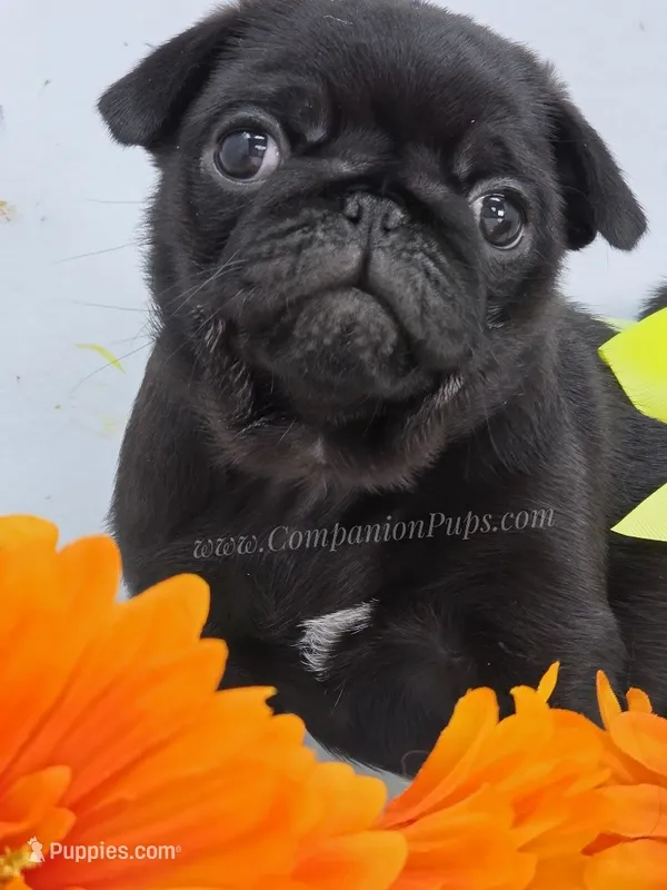 Tiny Dream Pug Puppy – Pug puppy for sale in Whitwell, TN