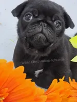 Tiny Dream Pug Puppy - Yara, a female Pug for sale in Whitwell, TN – 4 of 10