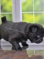 Dutchess - AKC CH Sired - Laid Back Sweet, a female Pug for sale in Whitwell, TN – 4 of 5