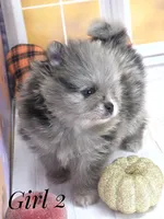 Zara's Girl #2 Blue Merle Silver Face, a female Pomeranian for sale in Whitwell, TN – 5 of 7