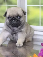 Duke - Champion Bred - Sweetest Chunker, a male Pug for sale in Whitwell, TN – 4 of 5