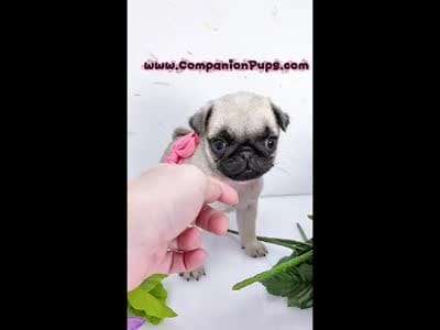 Pink Bow - Tiny Female - See Video, a male Pug for sale in Whitwell, TN – 2 of 6