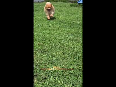 Rare Beaver Color - Dolce - 4.25 pounds - CH Lines!, a male Pomeranian for sale in Whitwell, TN – 3 of 8
