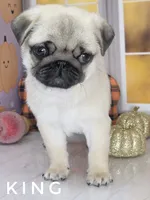 King - Tiny Male Ready Now!  - Silver Fawn, a male Pug for sale in Whitwell, TN – 7 of 8