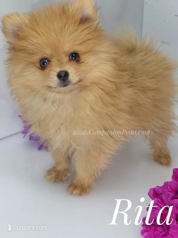 Rita - CH Sired! One and Half Blue Eyes! – Pomeranian puppy for sale in Whitwell, TN