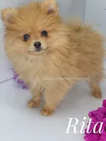 Blue Eye Beauty - Champion Sired!, a female Pomeranian for sale in Whitwell, TN – 4 of 9