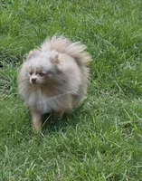 Toast - Lavender Merle, a male Pomeranian for sale in Whitwell, TN – 8 of 9