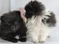 Lil Black Girl, a female Pomeranian for sale in Whitwell, TN – Photo 3 of 4