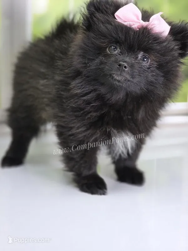 Starlight C video – Pomeranian puppy for sale in Whitwell, TN