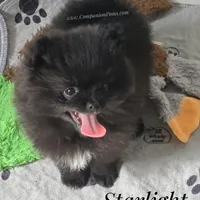 Starlight C video, a female Pomeranian for sale in Whitwell, TN – Photo 2 of 9