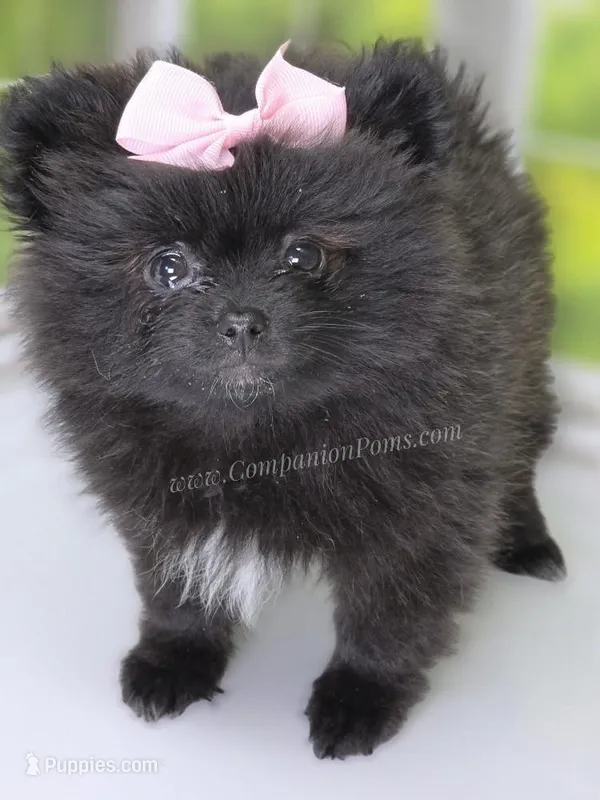 Starlight C video – Pomeranian puppy for sale in Whitwell, TN