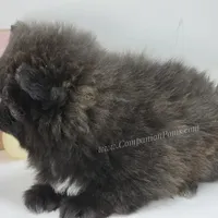 Starlight C video, a female Pomeranian for sale in Whitwell, TN – Photo 8 of 9