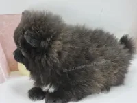 Lil Black Girl, a female Pomeranian for sale in Whitwell, TN – Photo 2 of 4