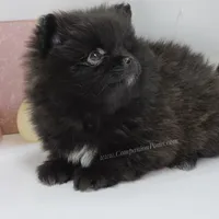 Starlight C video, a female Pomeranian for sale in Whitwell, TN – Photo 6 of 9